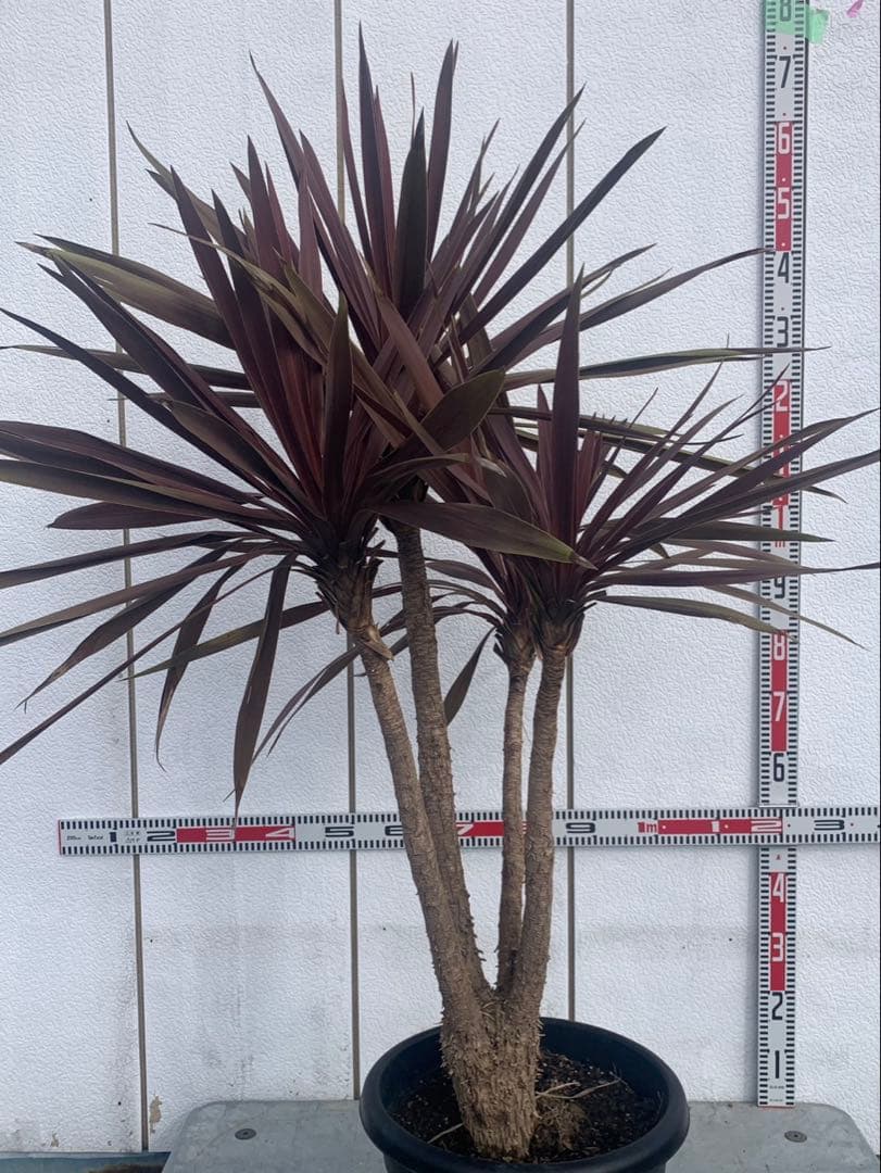 コルジネリ　ドラセナ　　レッドスター　パニ★ページ