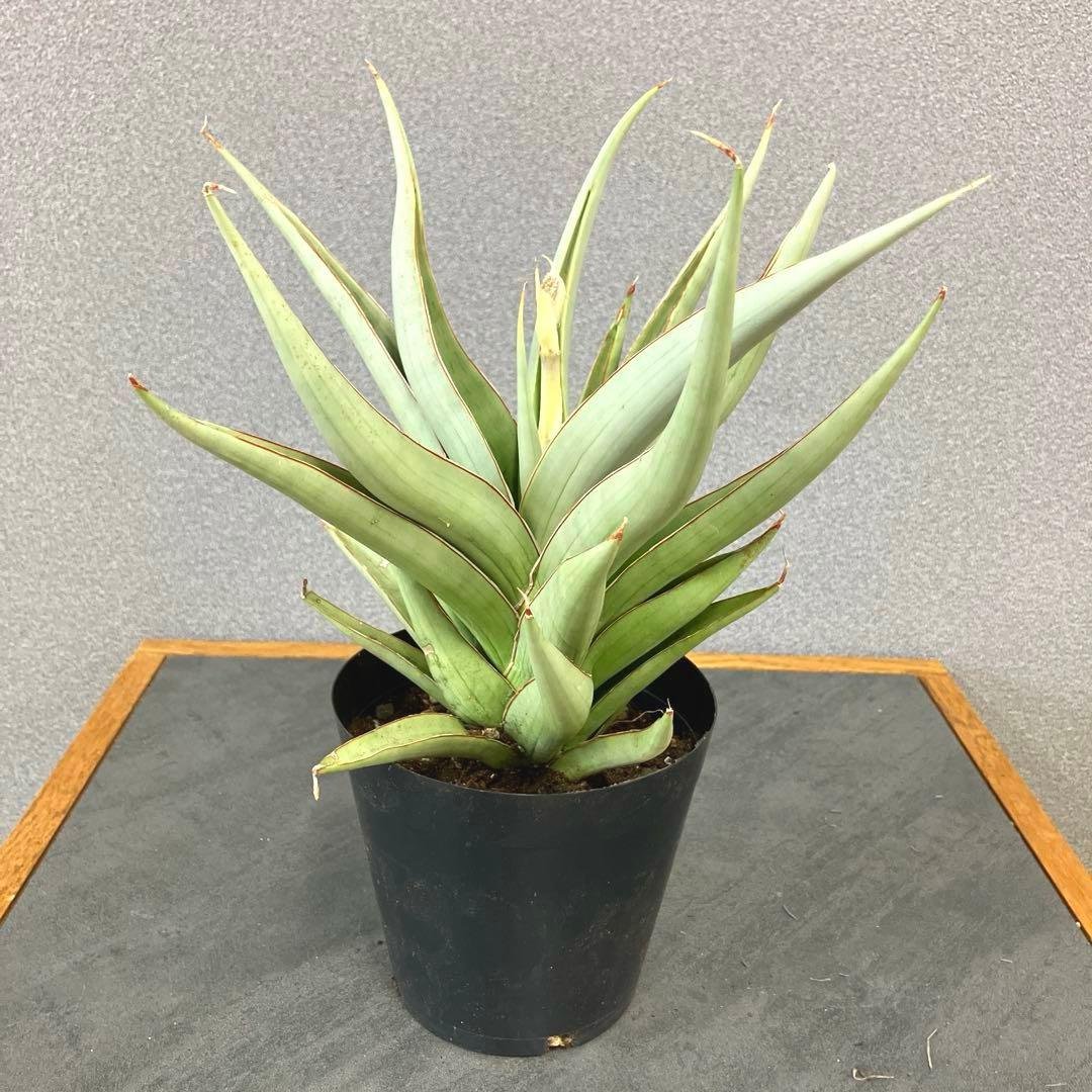 超絶希少❗️サンスベリア　バイビット✨