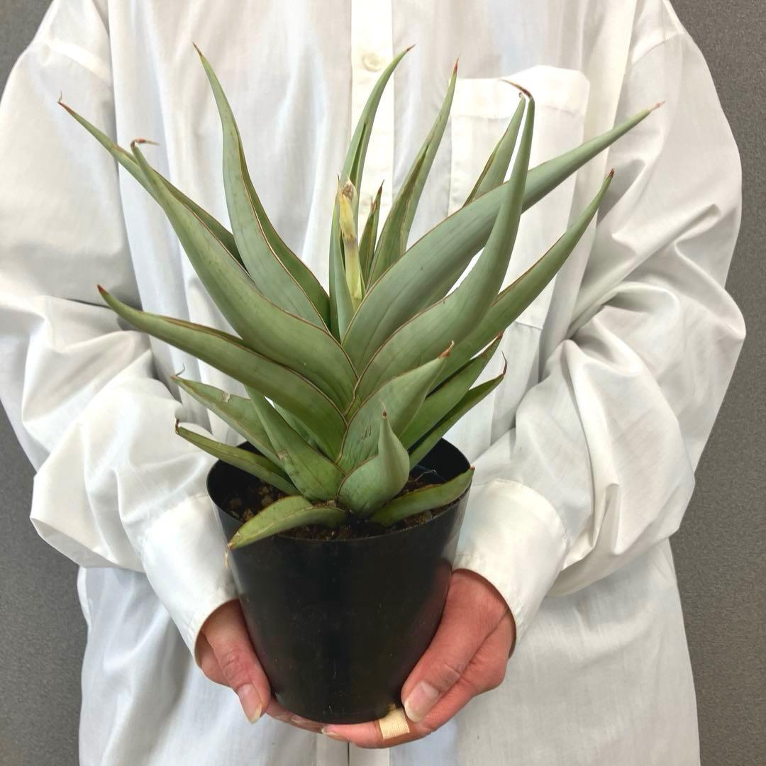 超絶希少❗️サンスベリア　バイビット✨