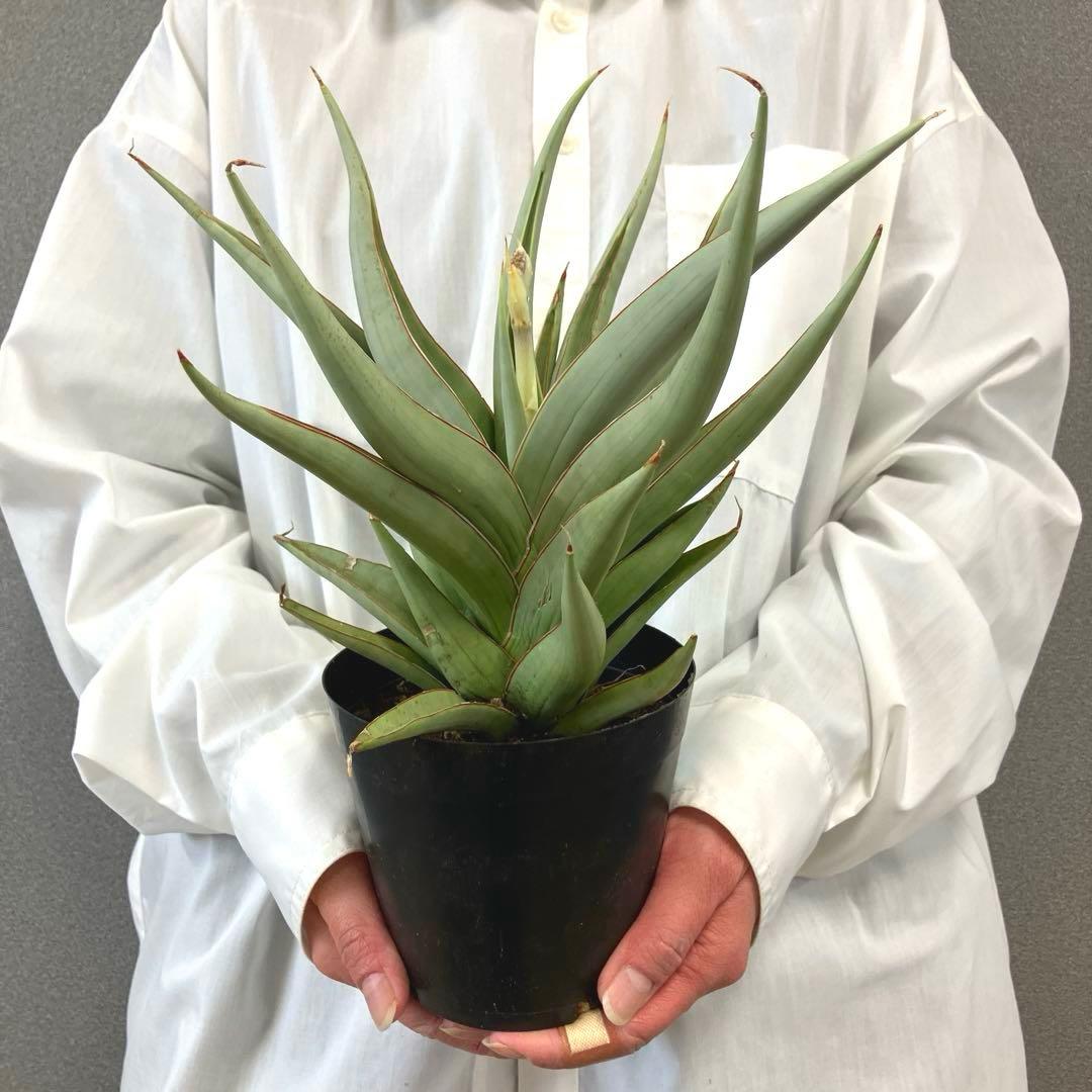 超絶希少❗️サンスベリア　バイビット✨