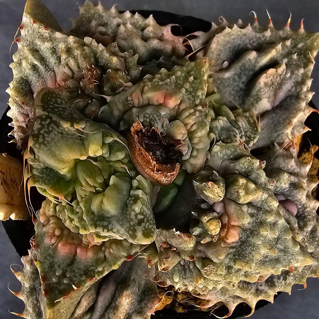 メルカリ便発送&ロウルサンコさんラベル付き☆フォーカリア コンクリートジャングル