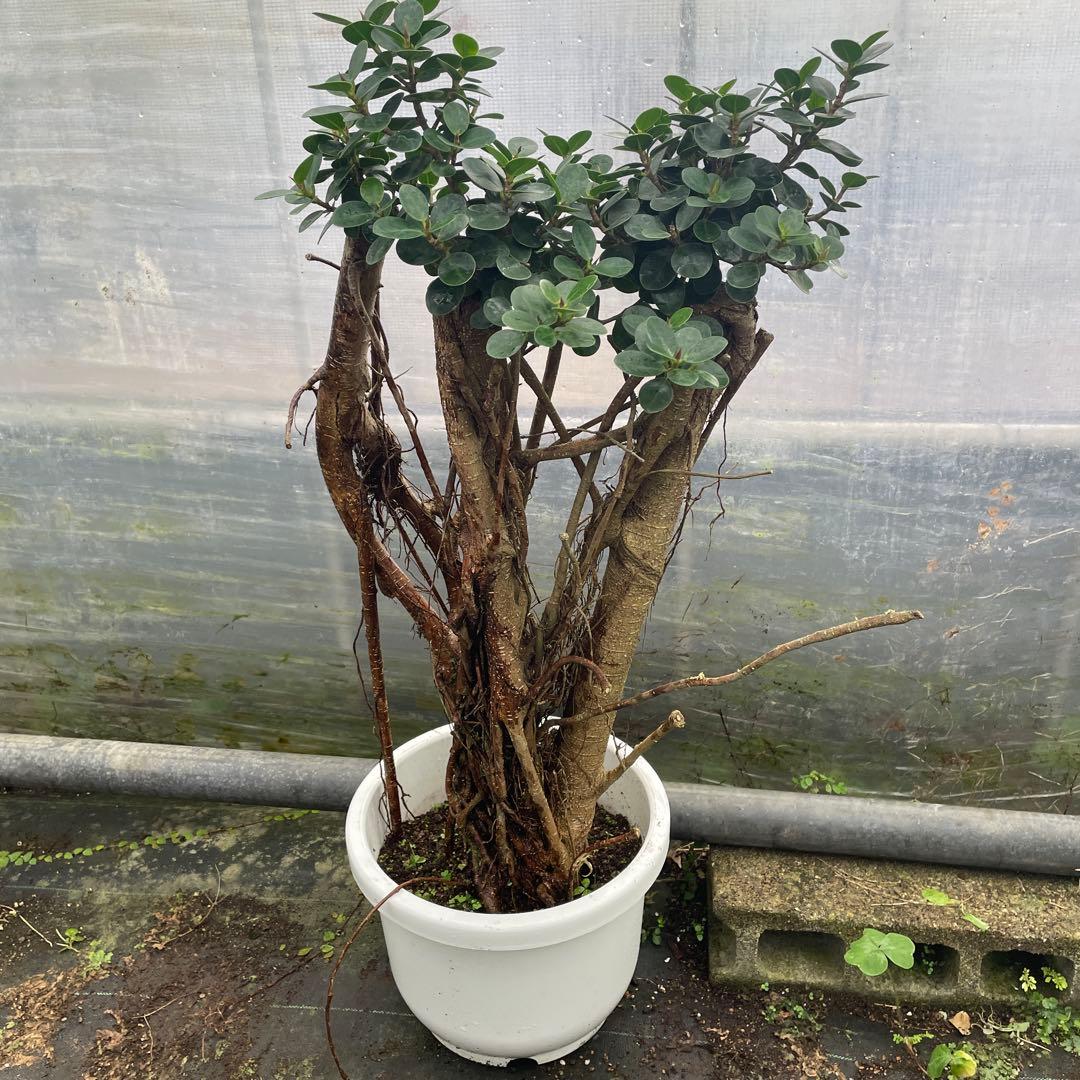 パンダガジュマル　コパンダ接木　10号リン鉢