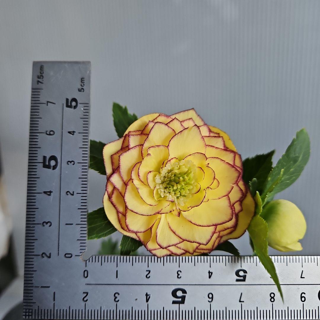 ☆、謙信様ご購入苗✿✿㉕-313㉕-486クリスマスローズ