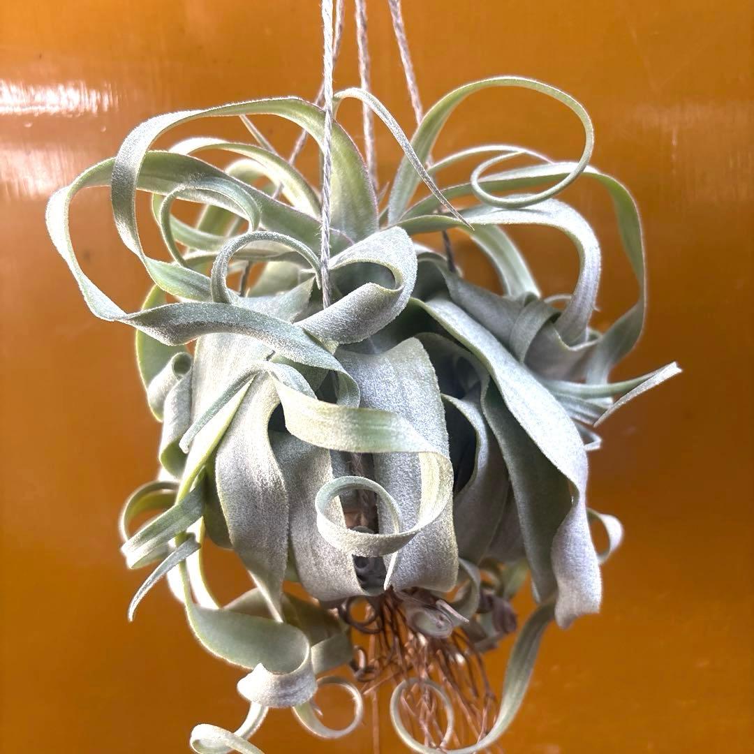 ストレプトフィラ