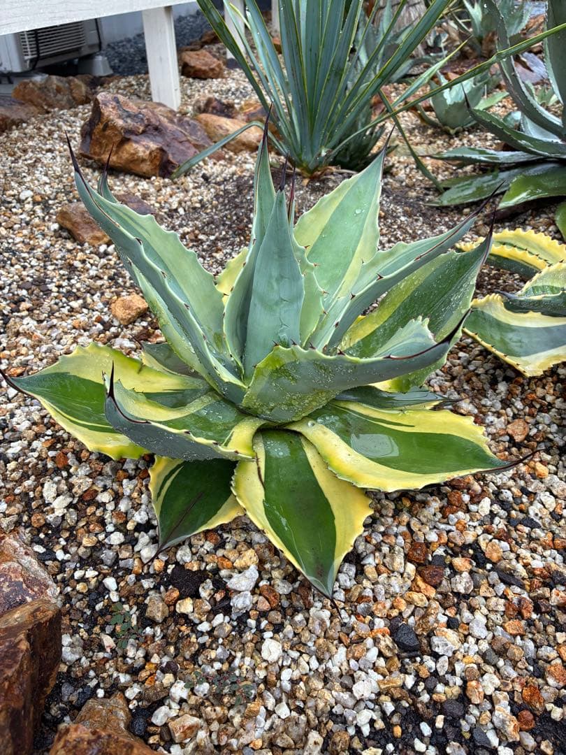 極上！オバティフォリア　オルカ　希少！大株　 斑入り