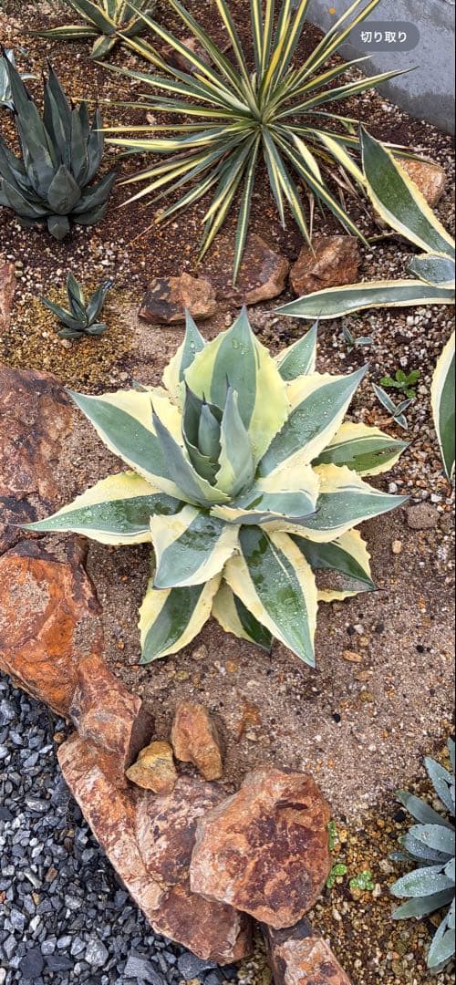 極上！オバティフォリア　オルカ　希少！大株　 斑入り