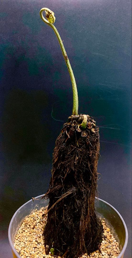 激レア！　巨大株　アマミシダ　奄美大島固有種　現地採集株