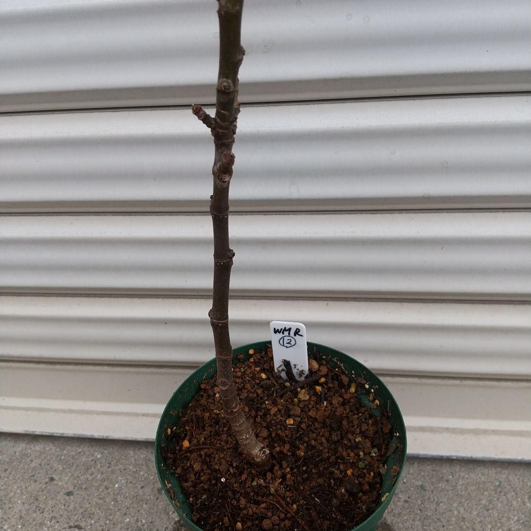 ⑫★希少高級イチジク苗木★【ウォーターメロンラッシュ⑫】〖1月31日撮影〗