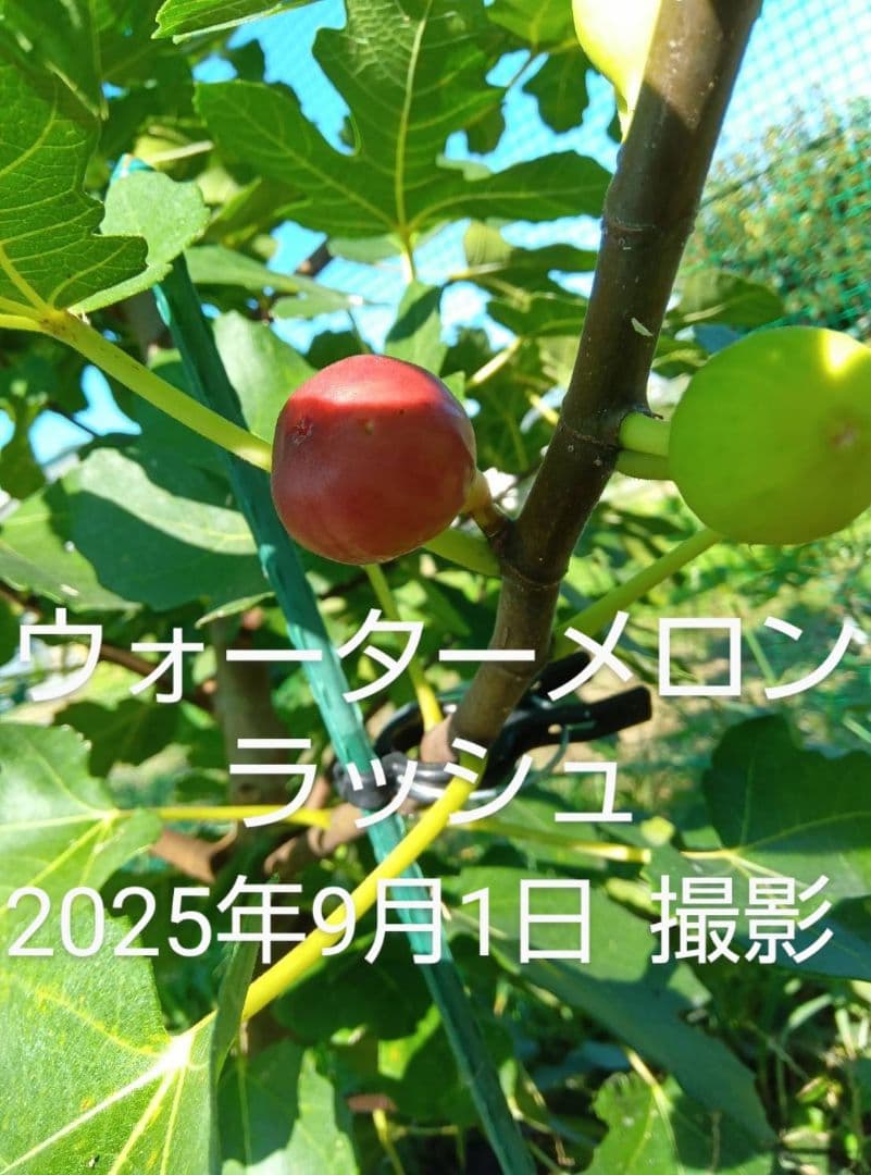 ⑫★希少高級イチジク苗木★【ウォーターメロンラッシュ⑫】〖1月31日撮影〗