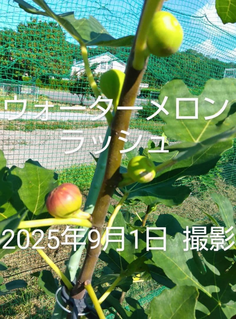 ⑫★希少高級イチジク苗木★【ウォーターメロンラッシュ⑫】〖1月31日撮影〗