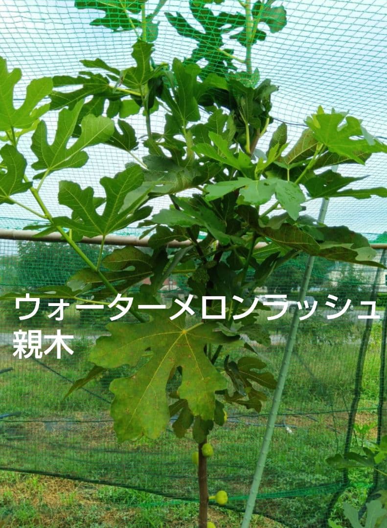 ⑫★希少高級イチジク苗木★【ウォーターメロンラッシュ⑫】〖1月31日撮影〗