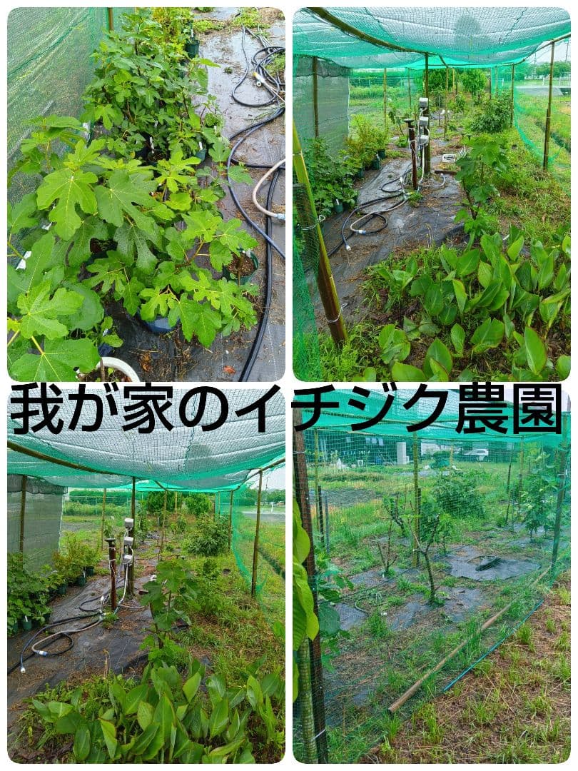 ⑫★希少高級イチジク苗木★【ウォーターメロンラッシュ⑫】〖1月31日撮影〗
