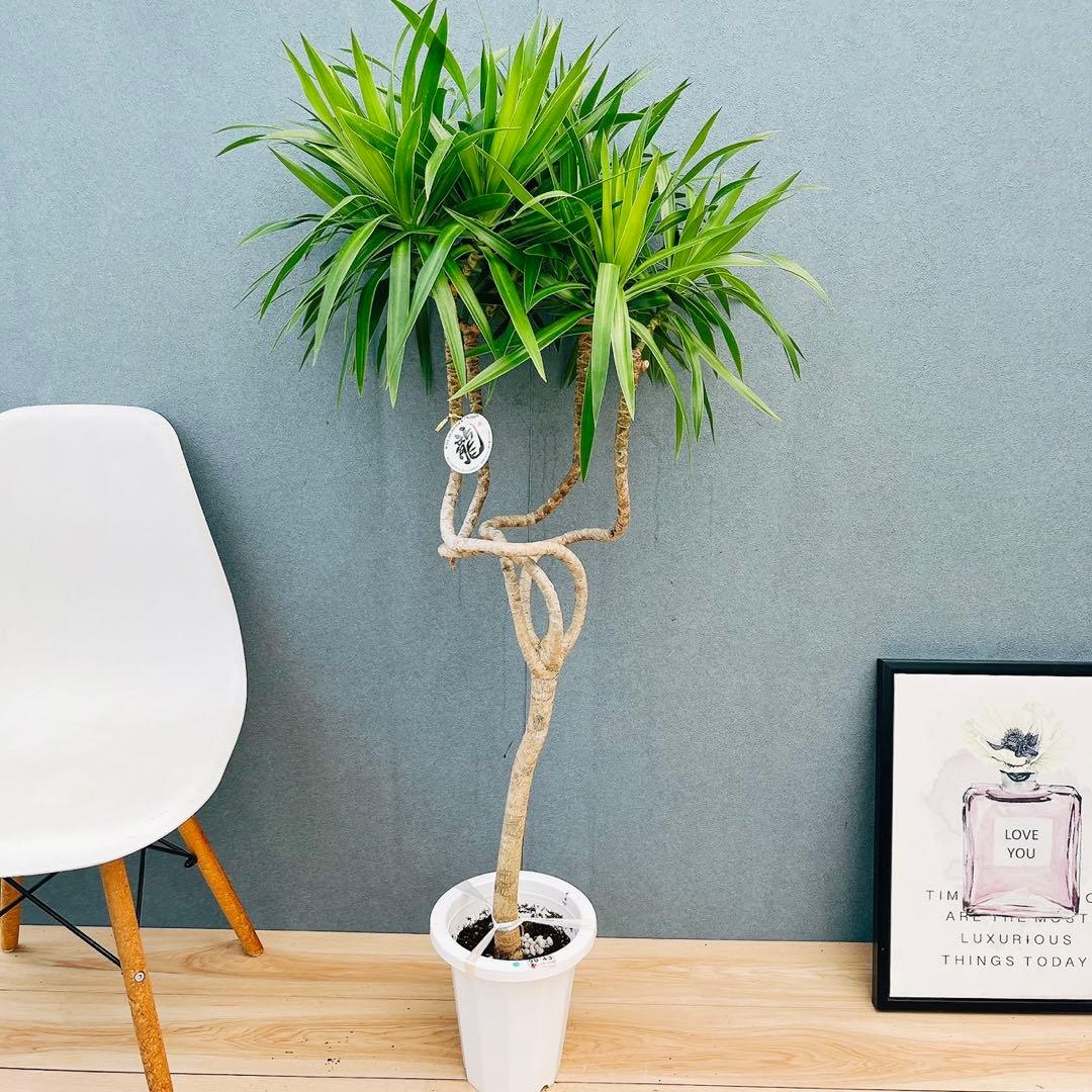 ［現品］【希少】2番　ドラセナ　ナビー　龍　7号　観葉植物　大型　室内　レア