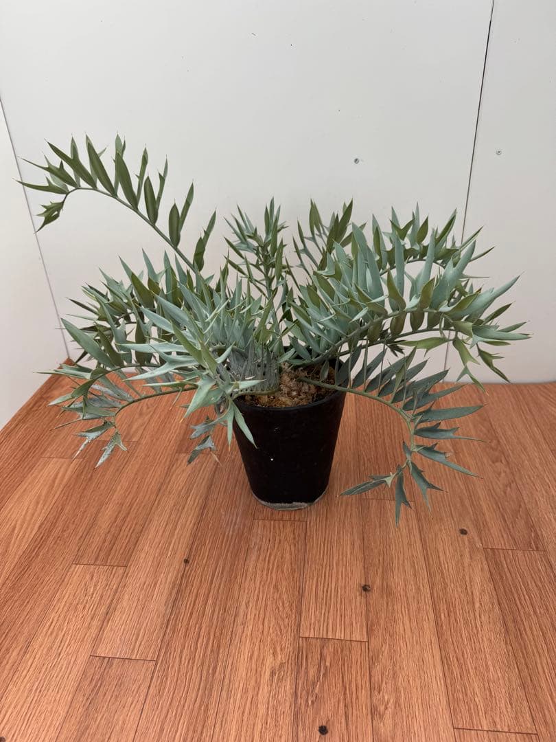 エンセファルトス　ホリダス