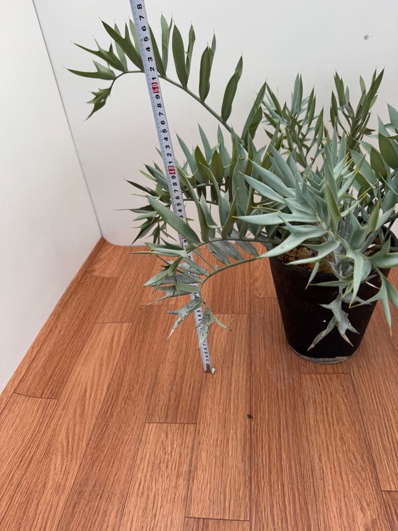 エンセファルトス　ホリダス