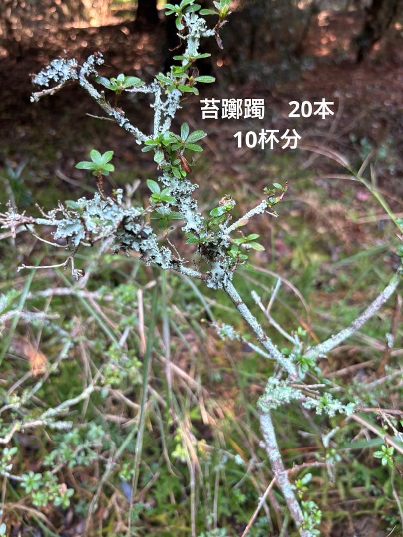 苔躑躅　ツツジ