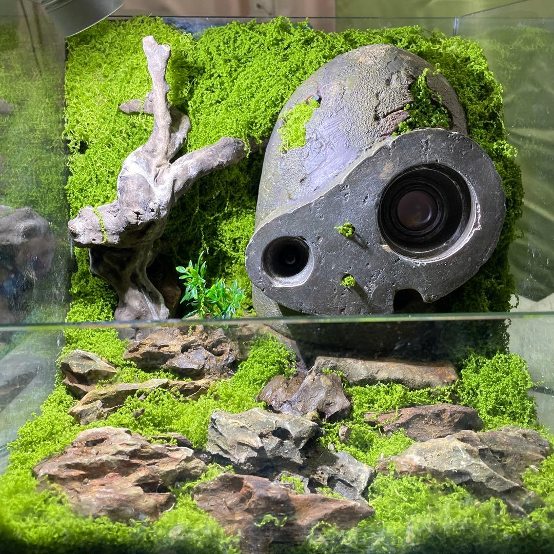 ラピュタロボット兵苔テラリウム