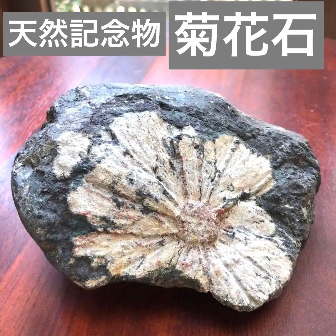 根尾谷産 菊花石｜鑑賞石・天然石｜一輪咲き・約836g