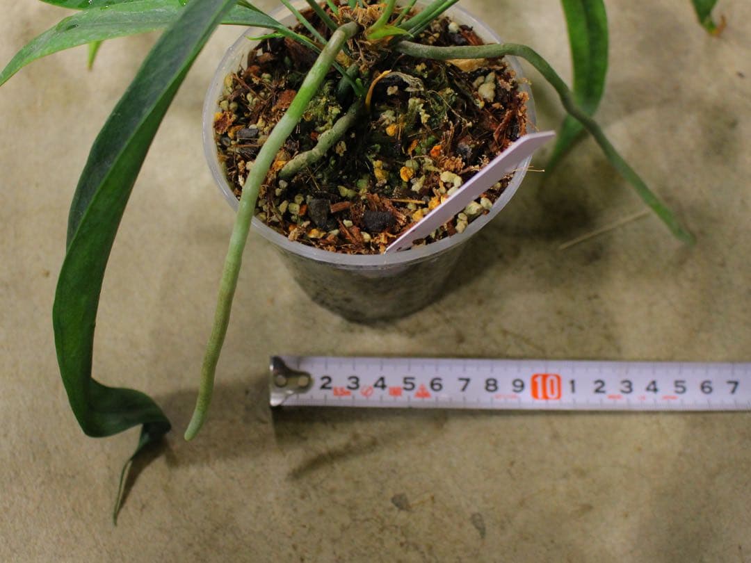 アンスリウム ペンデンスAnthurium type pendens JA｜希少