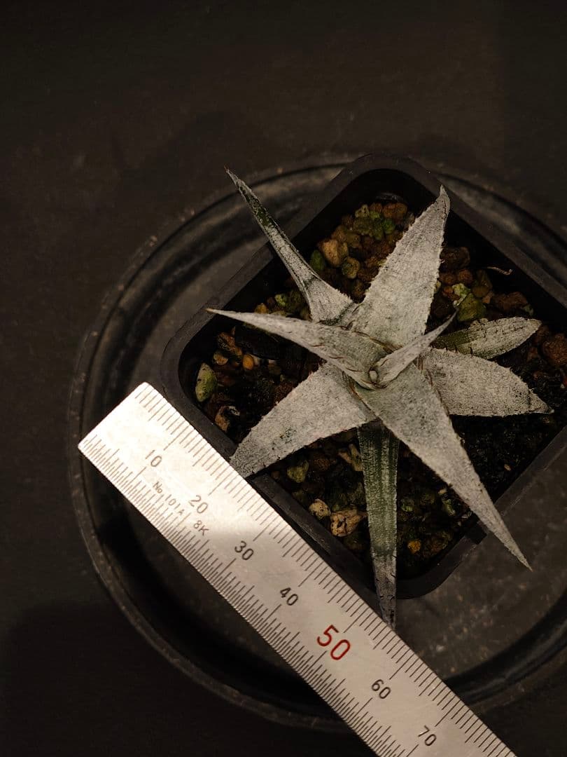 Dyckia braunii 実生 1 ディッキア ブラウニー