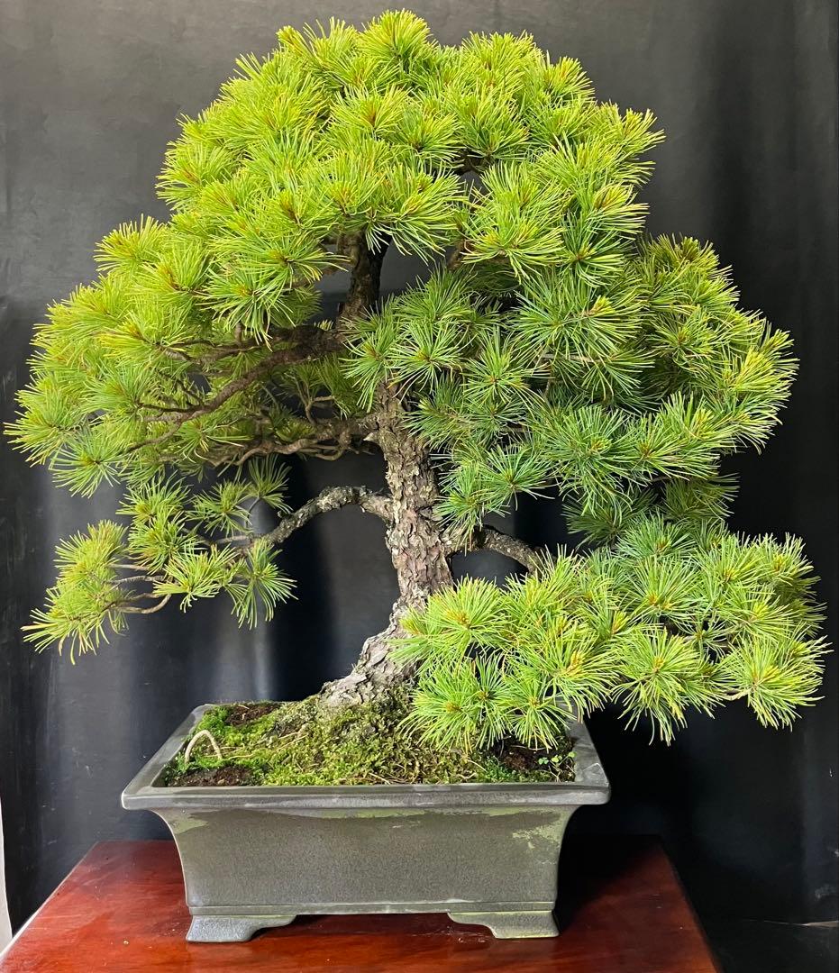 吾妻五葉松 盆栽
