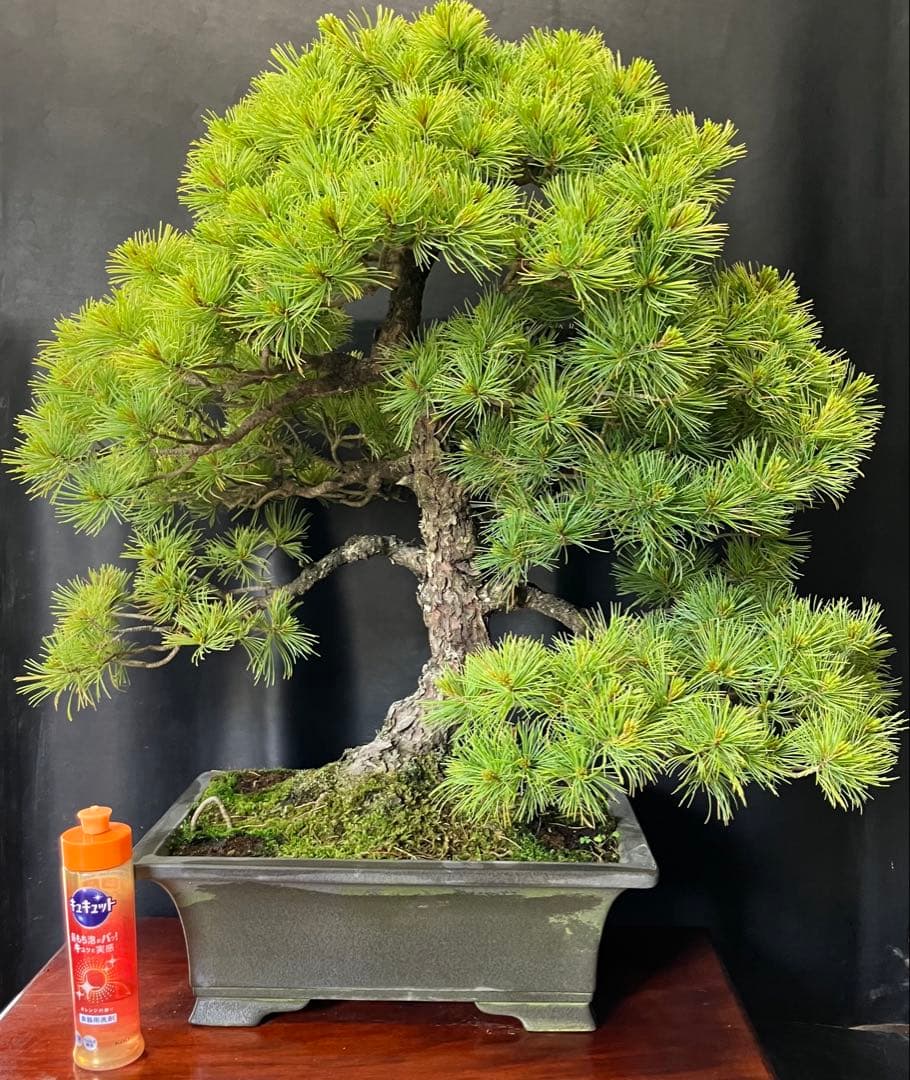 吾妻五葉松 盆栽