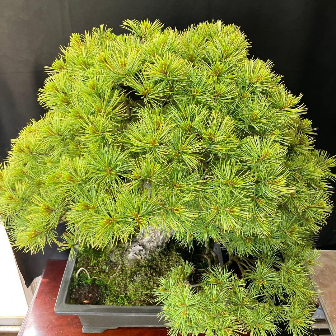 吾妻五葉松 盆栽