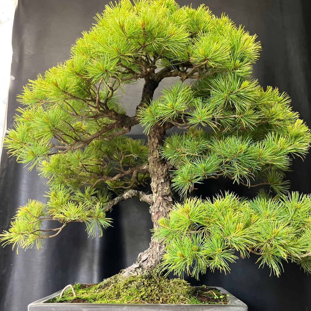 吾妻五葉松 盆栽