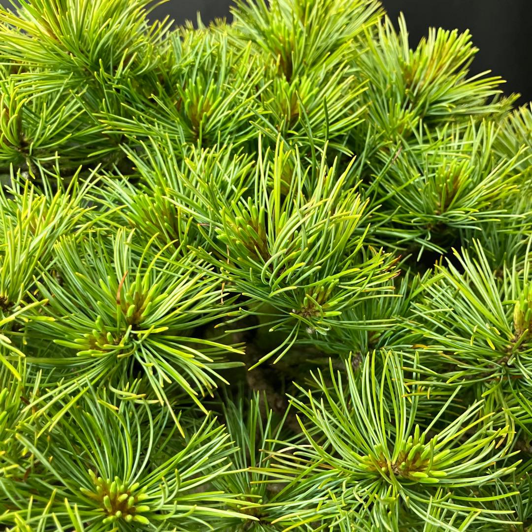 吾妻五葉松 盆栽