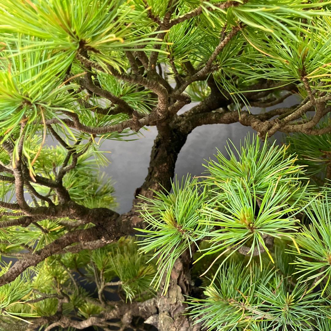 吾妻五葉松 盆栽