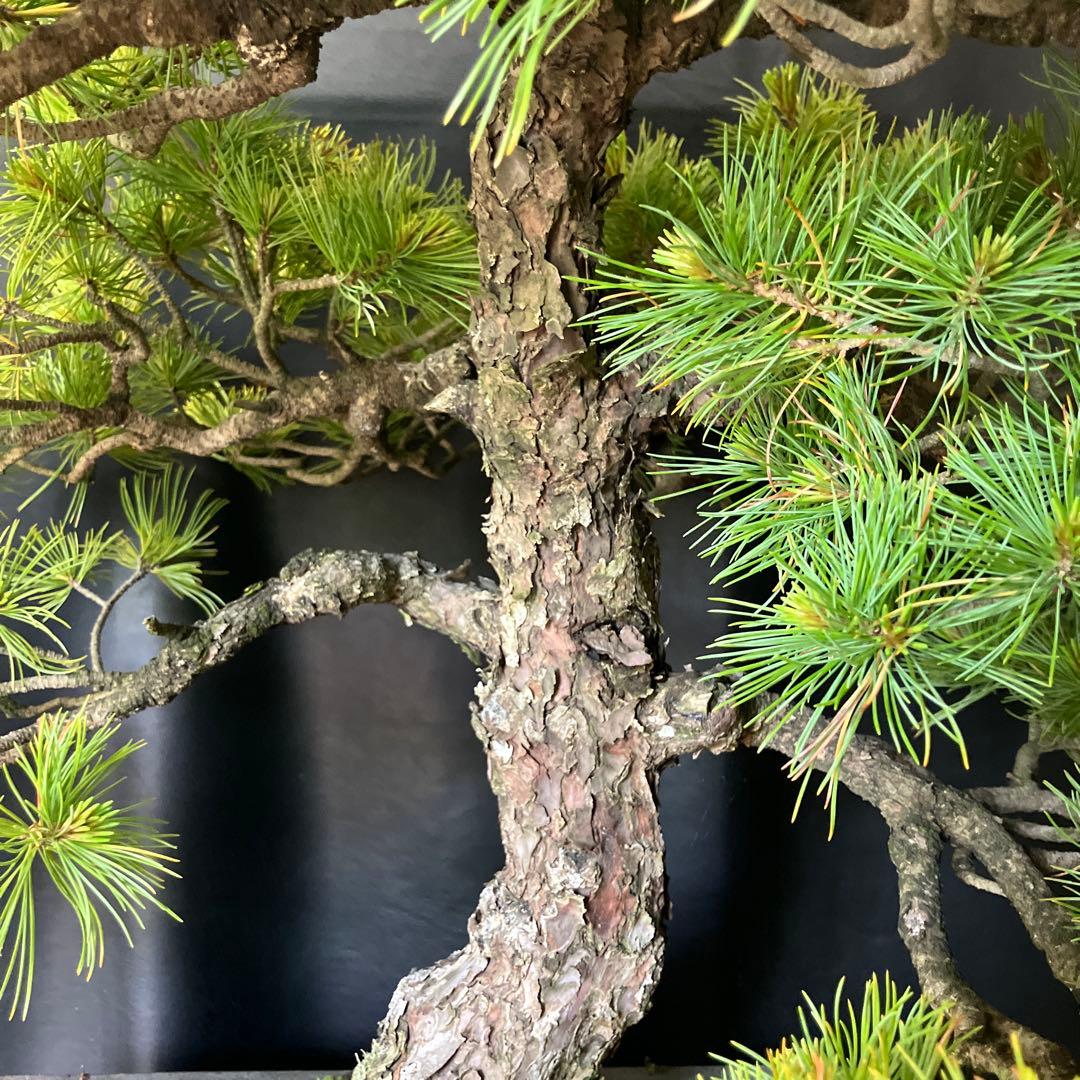 吾妻五葉松 盆栽