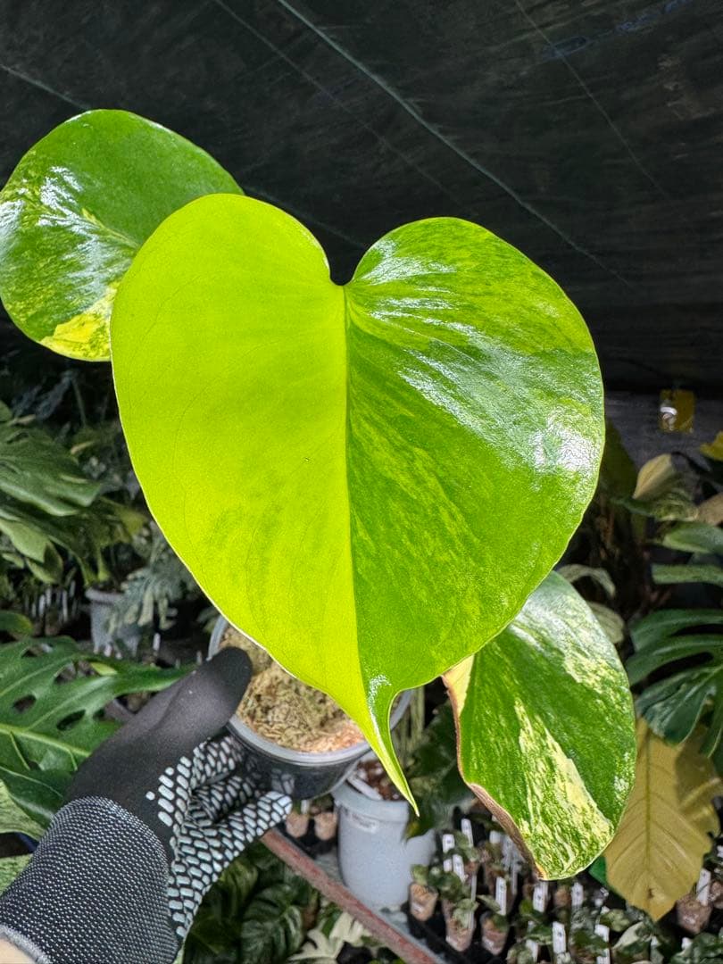 4モンステラ　イエローマリリン　黄斑入り　送料込み