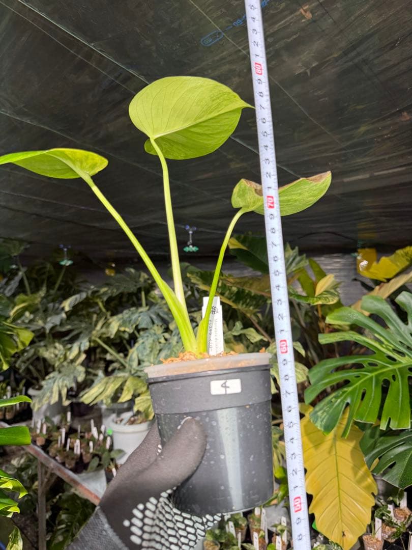 4モンステラ　イエローマリリン　黄斑入り　送料込み