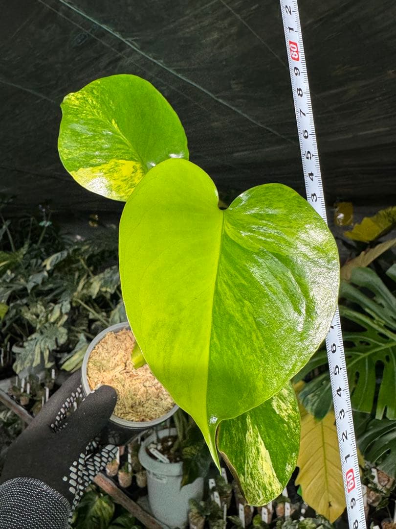 4モンステラ　イエローマリリン　黄斑入り　送料込み