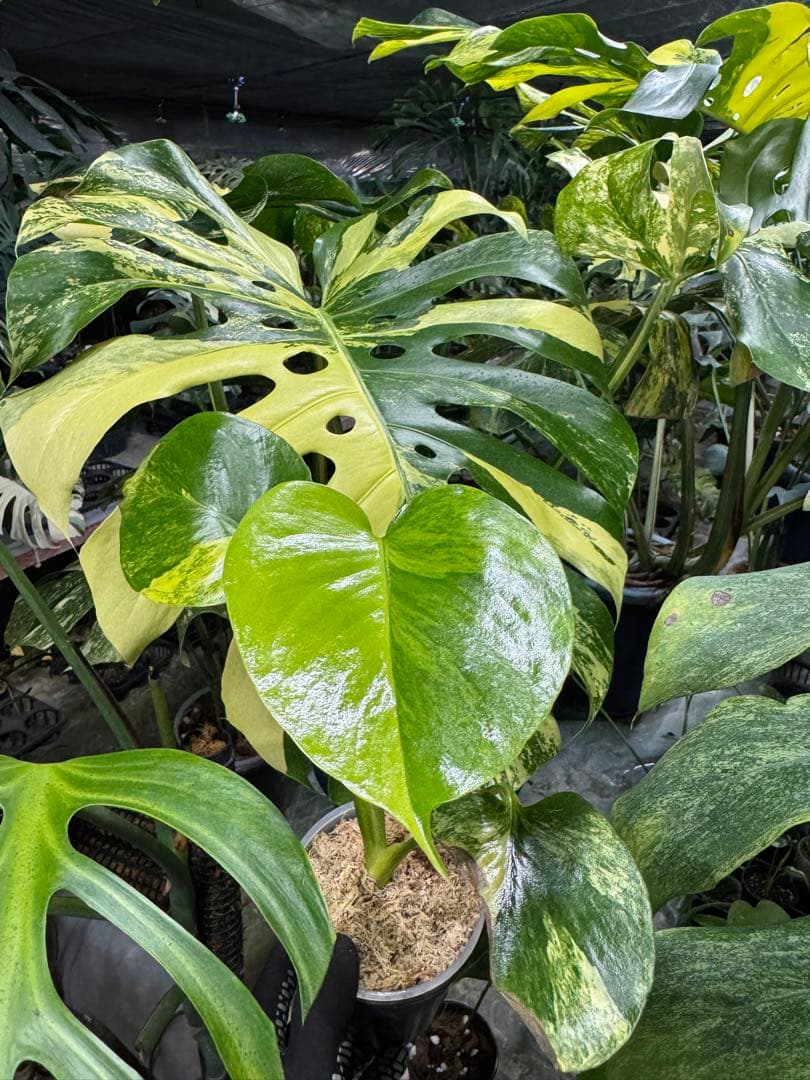 4モンステラ　イエローマリリン　黄斑入り　送料込み