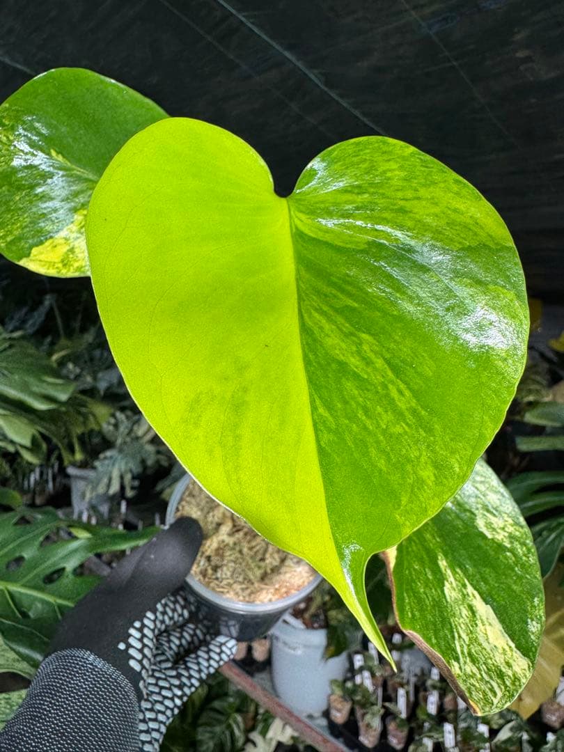 4モンステラ　イエローマリリン　黄斑入り　送料込み
