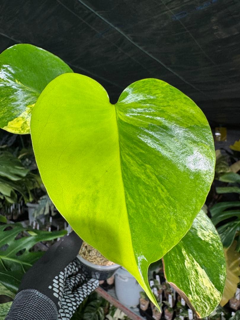 4モンステラ　イエローマリリン　黄斑入り　送料込み