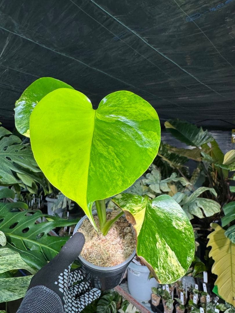 4モンステラ　イエローマリリン　黄斑入り　送料込み