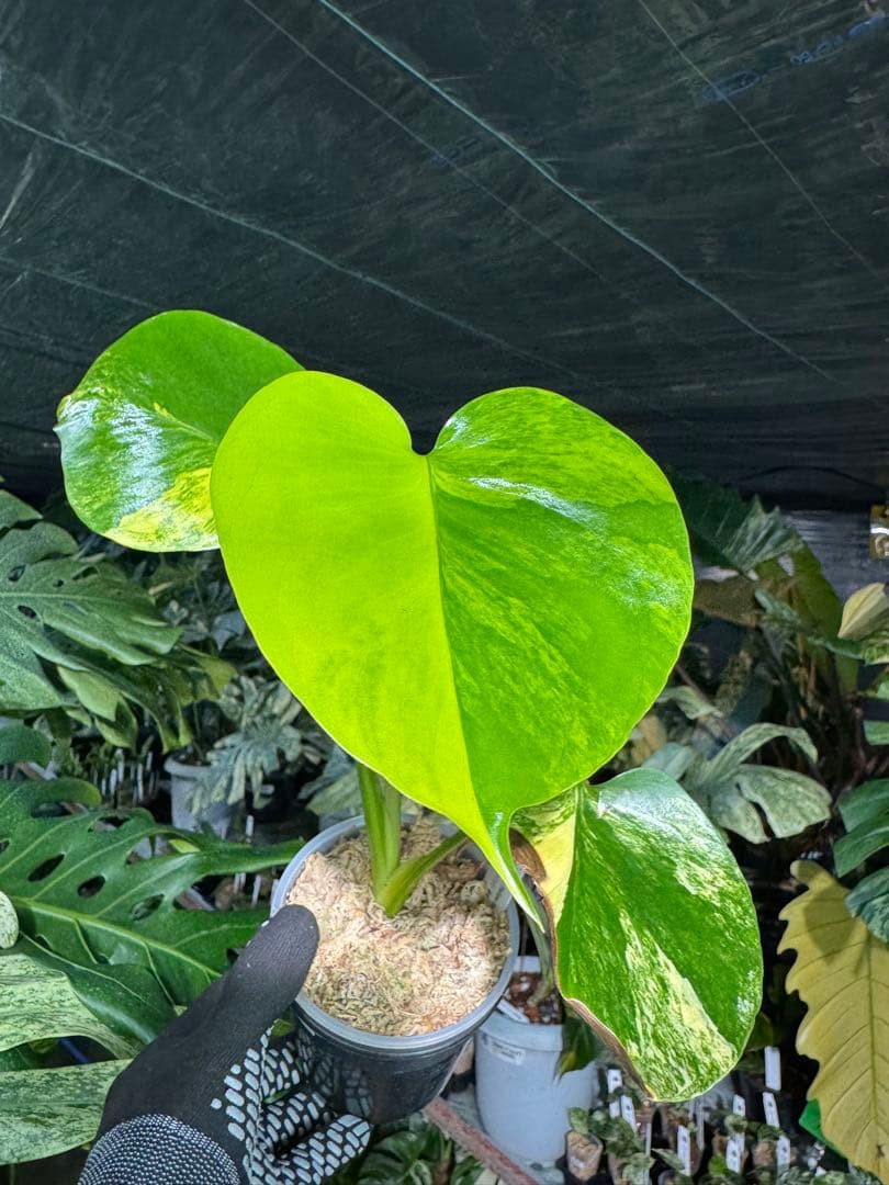 4モンステラ　イエローマリリン　黄斑入り　送料込み