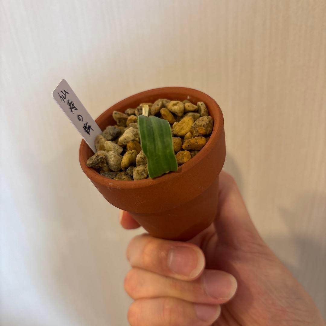 万年青　仙寿の舞　専用出品