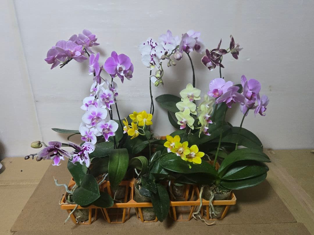 ☆胡蝶蘭☆ファレノプシス☆ミディー☆蘭工房☆訳あり☆希少☆10ポットセット