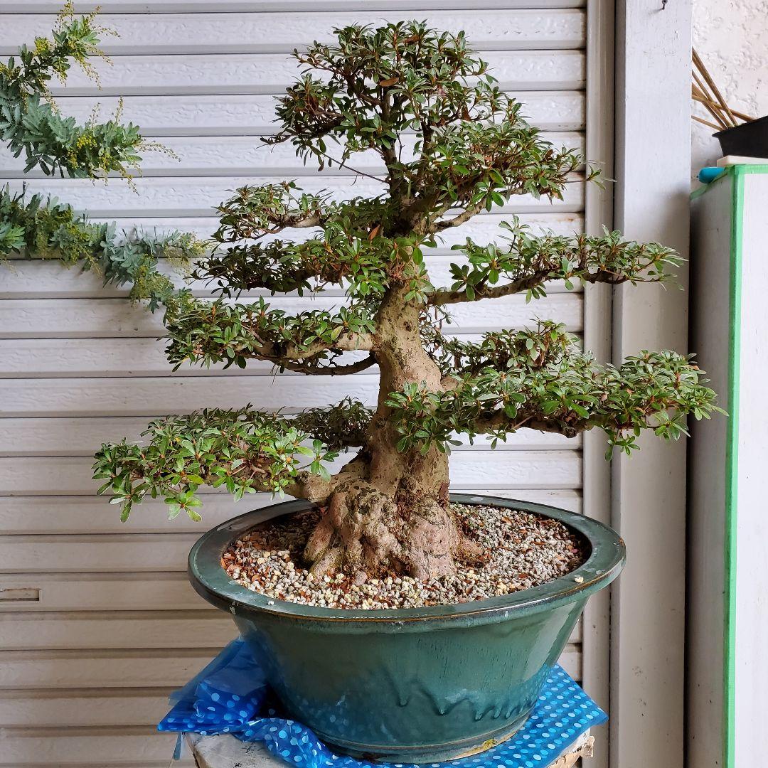 盆栽 さつき サツキ 皐月 若恵比寿