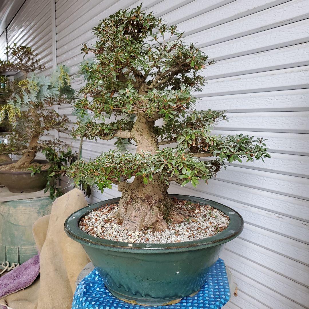 盆栽 さつき サツキ 皐月 若恵比寿