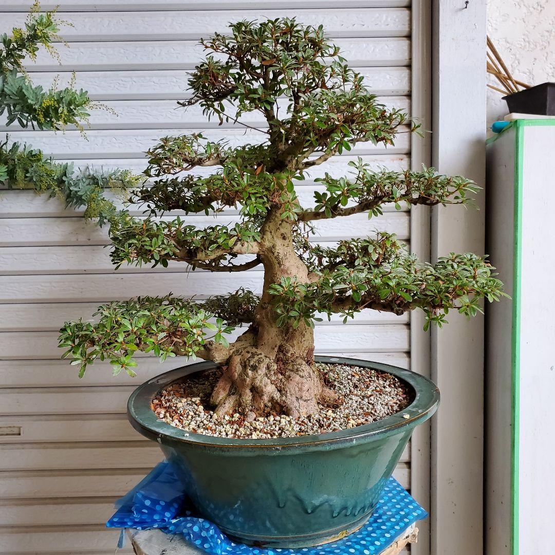 盆栽 さつき サツキ 皐月 若恵比寿