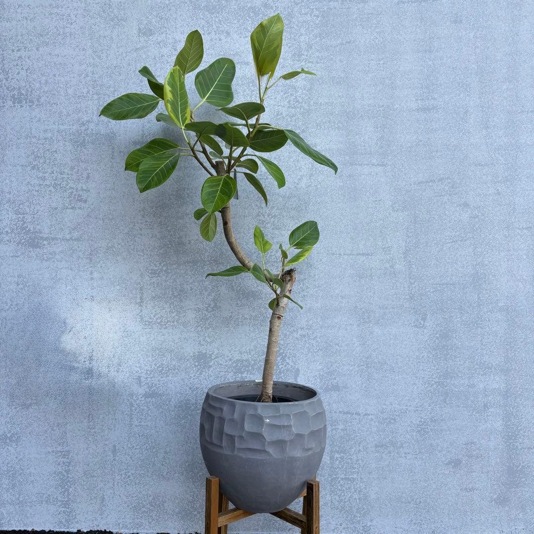 フィカス アルテシマ 観葉植物