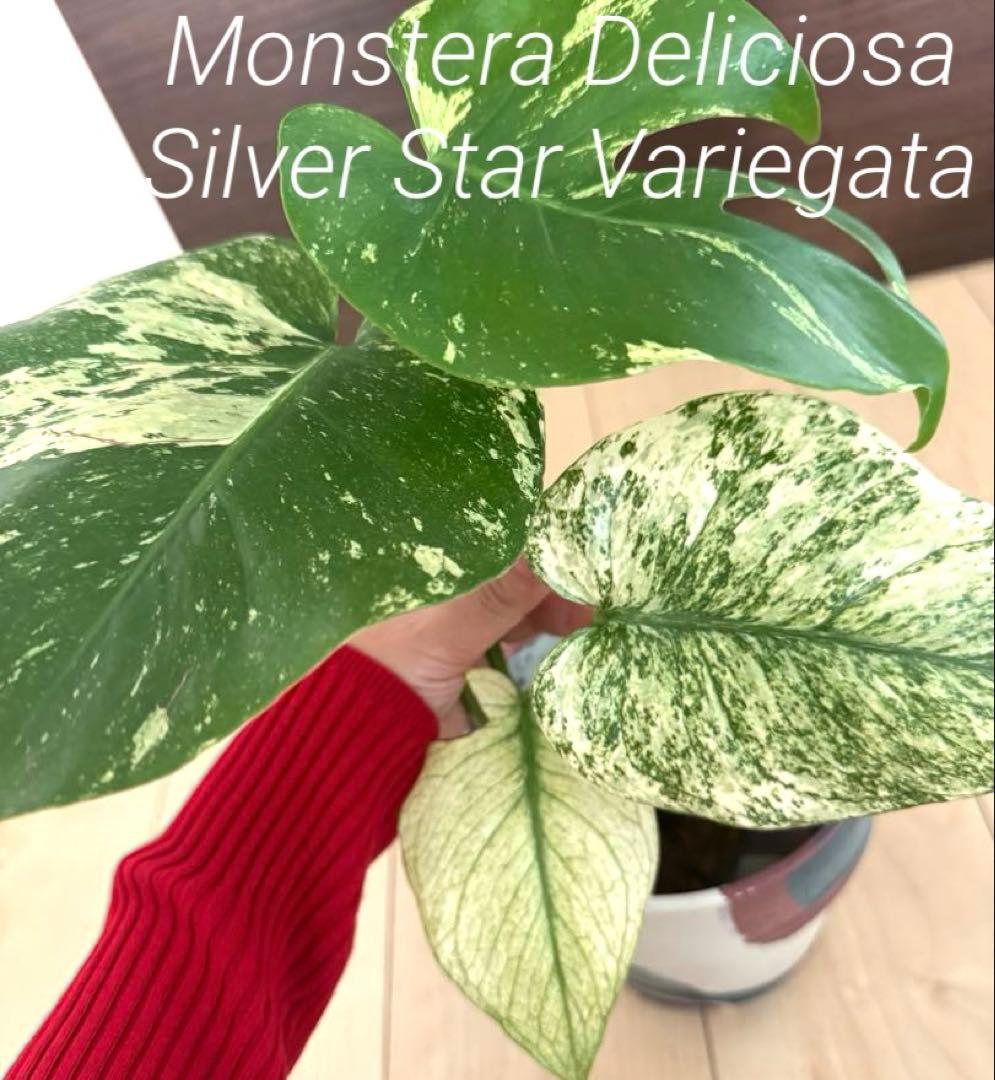 【超希少】モンステラ　デリシオーサ　シルバー　スター　斑入り　極斑入り