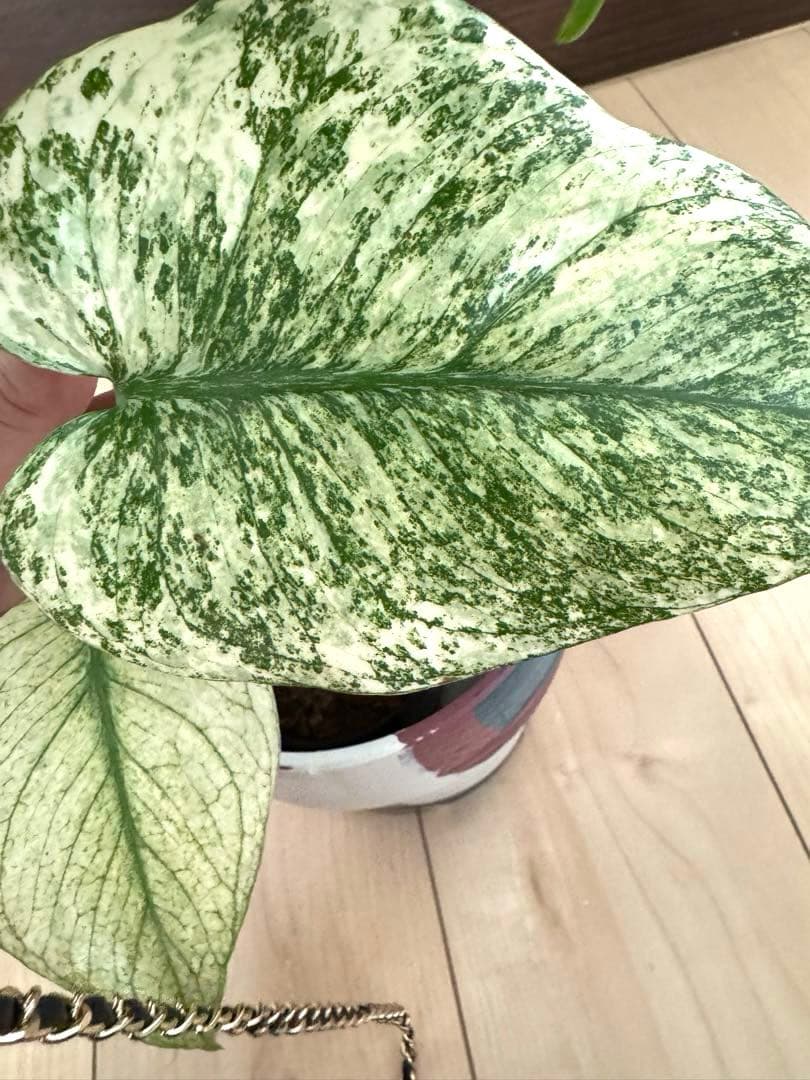 【超希少】モンステラ　デリシオーサ　シルバー　スター　斑入り　極斑入り
