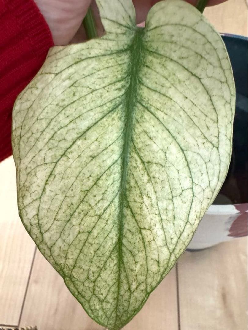 【超希少】モンステラ　デリシオーサ　シルバー　スター　斑入り　極斑入り