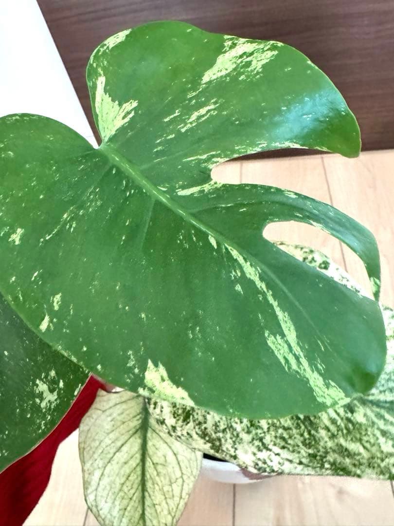 【超希少】モンステラ　デリシオーサ　シルバー　スター　斑入り　極斑入り