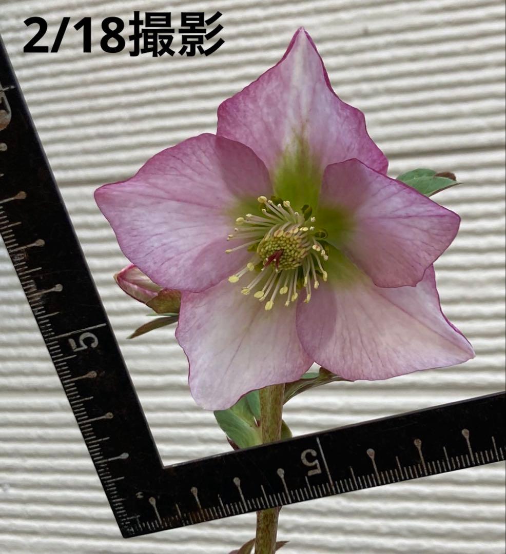 ⑩クリスマスローズSSピンクHarvingtonR ebekah